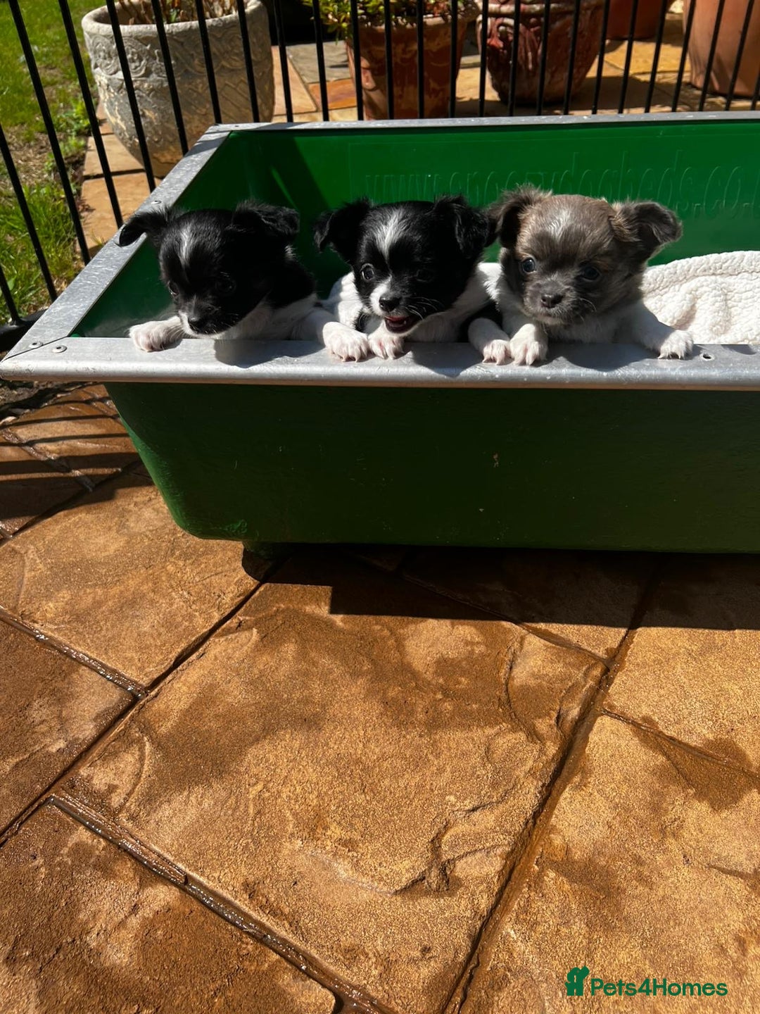 Chihuahua dogs for sale: 3 Long Coat Parti Boys - Image 1