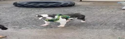 Mixed Breed dogs for sale: Over year old English bulldog mix Boston terrier  in Newry - Advert 5