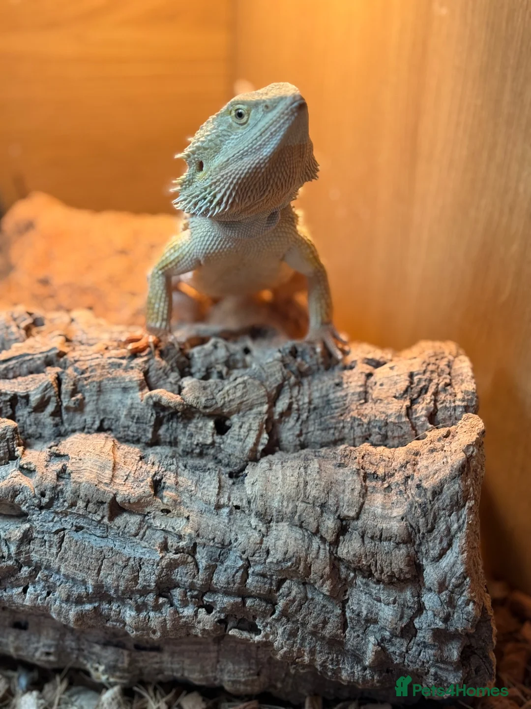 Bearded Dragon reptiles for sale: 1 Year Old Bearded Dragon with Full 4ft Setup - Advert 2