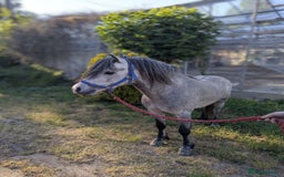 Other Breed horses for sale: Kerry Bog Pony  - Image 4