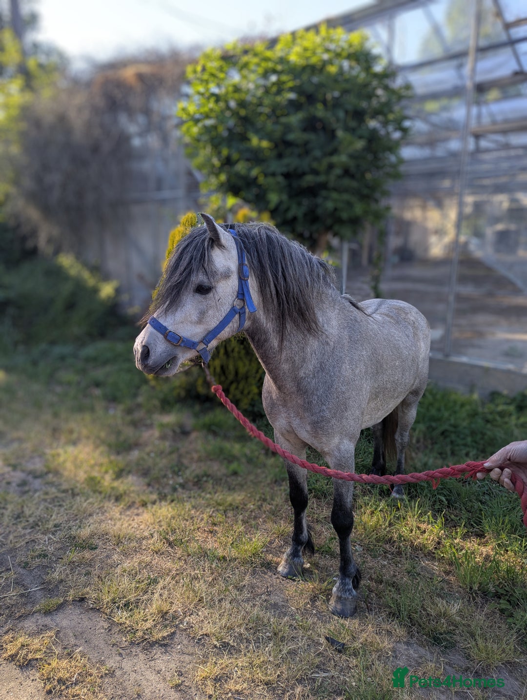 Other Breed horses for sale: Kerry Bog Pony  - Image 4