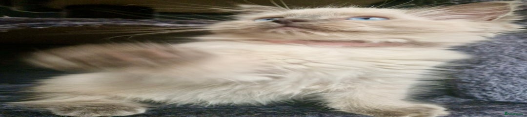Ragdoll Kitten 2