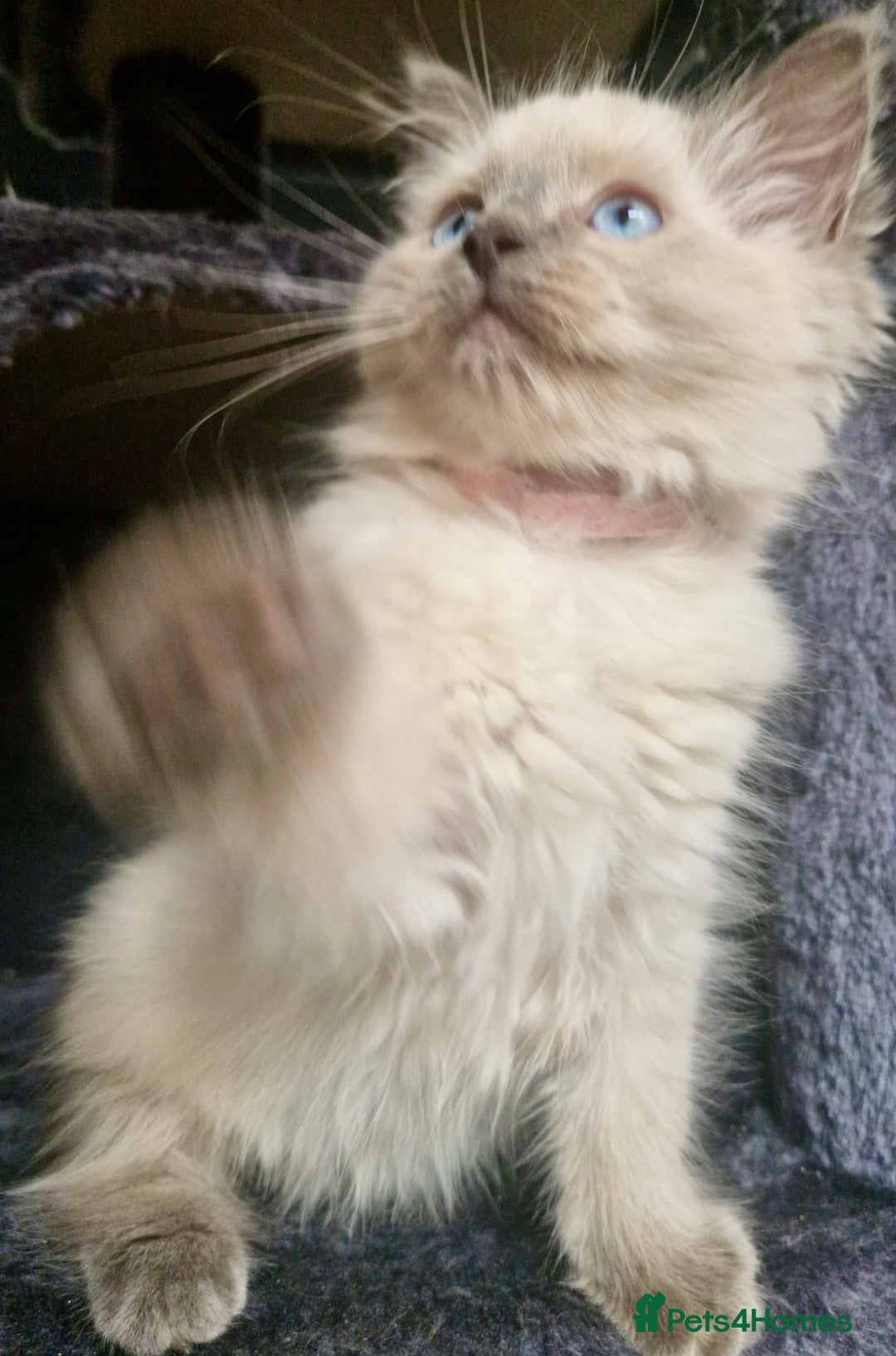 Ragdoll cats for sale:  FIFe Registered Ragdoll Kittens Champion Line - Image 8