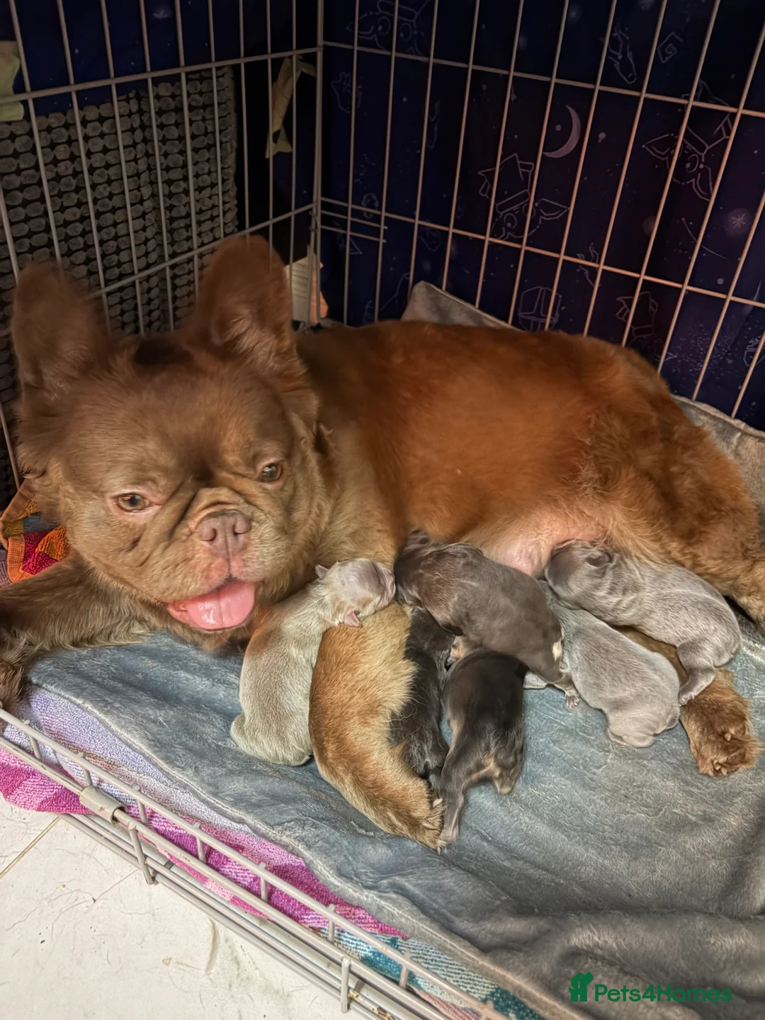 French Bulldog dogs for sale: Fluffy French Bulldogs in Bangor - Advert 2