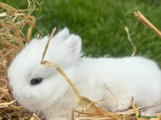 Netherland Dwarf rabbits Netherland Dwarf bunnies - Advert 10