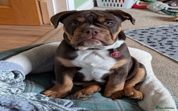 Olde English Bulldogge dogs for stud: 💥olde English bulldogge stud💥 in Rotherham - Image 30