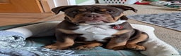 Olde English Bulldogge dogs for stud: 💥olde English bulldogge stud💥 in Rotherham - Advert 30