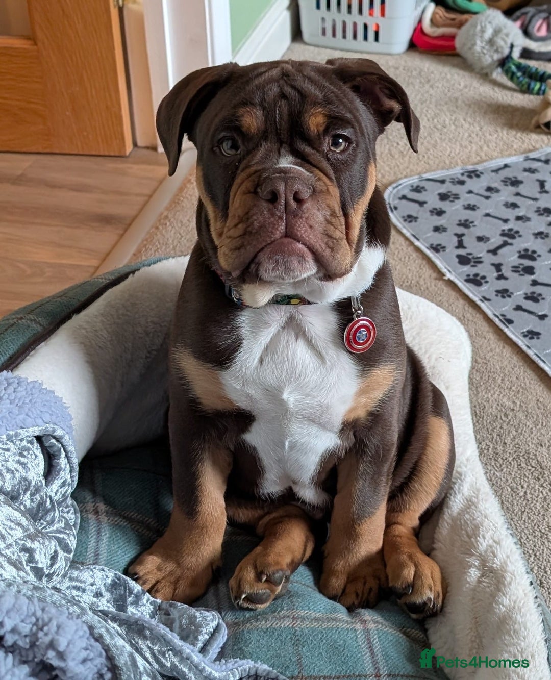 Olde English Bulldogge dogs for stud: 💥olde English bulldogge stud💥 in Rotherham - Image 30