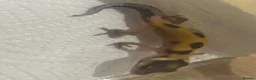 Leopard Gecko reptiles for sale: Leopard geckos for sale    - Advert 3