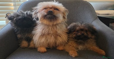 Mixed Breed dogs - Advert 5