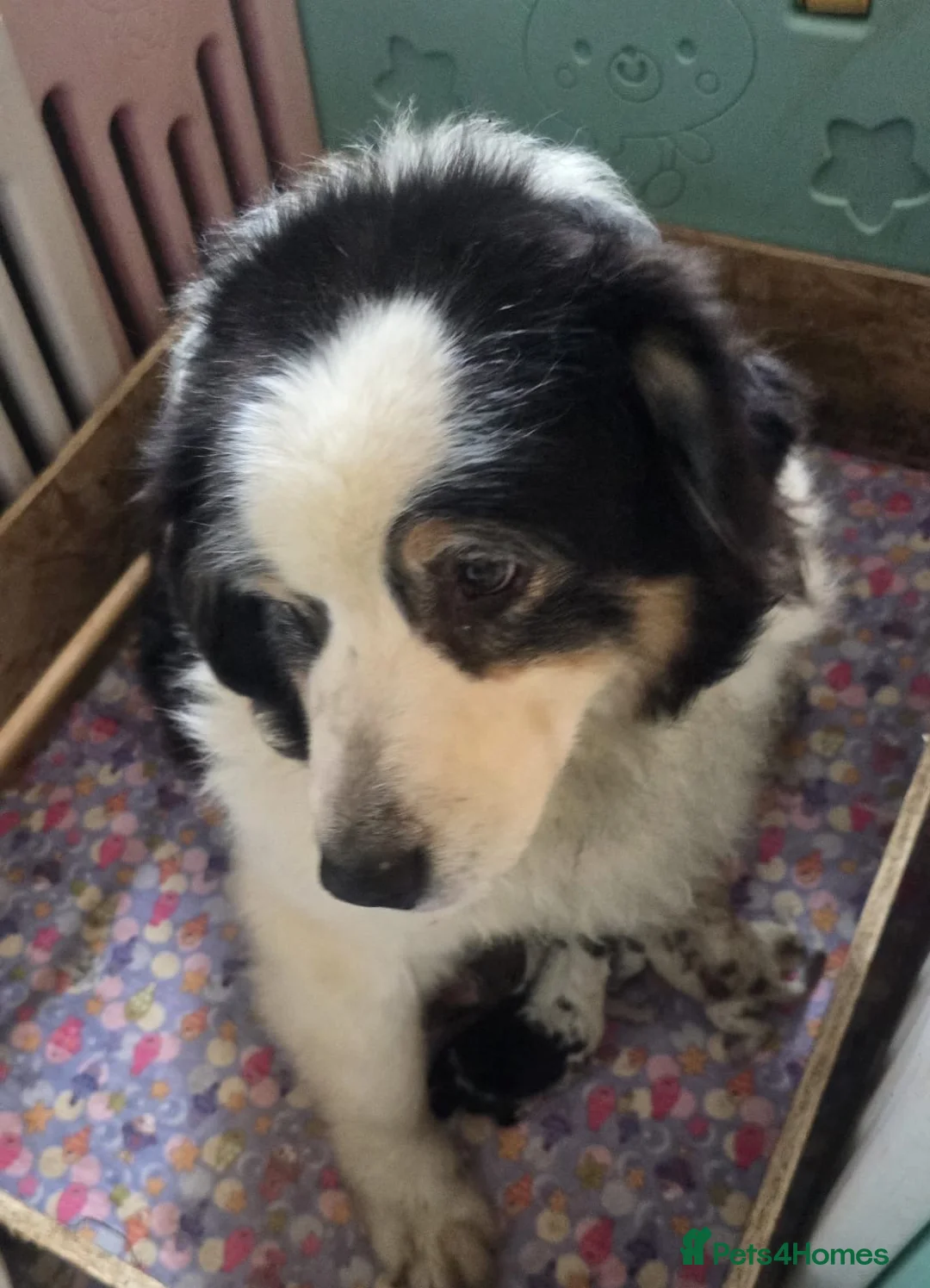 Australian Shepherd dogs for sale: Beautiful Pedigree Australian Shepherd puppies - Advert 9