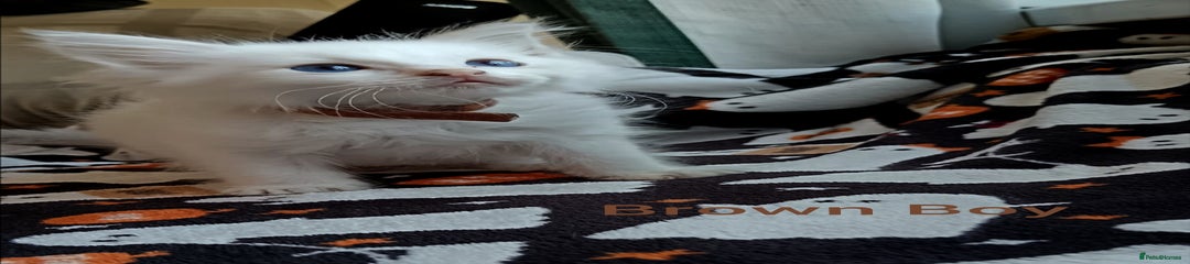 Ragdoll Kitten 1