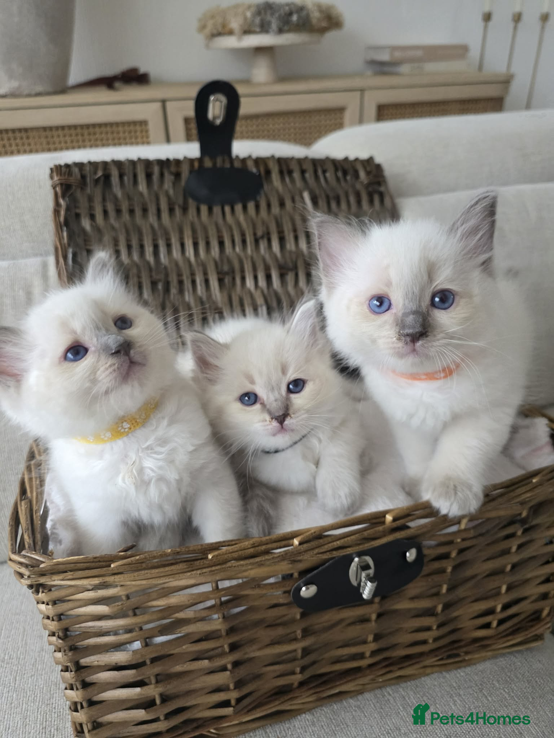 Ragdoll cats for sale: ✨RARE ALL LILAC LITTER GCCF&TICA Ragdoll Kittens✨ - Advert 11
