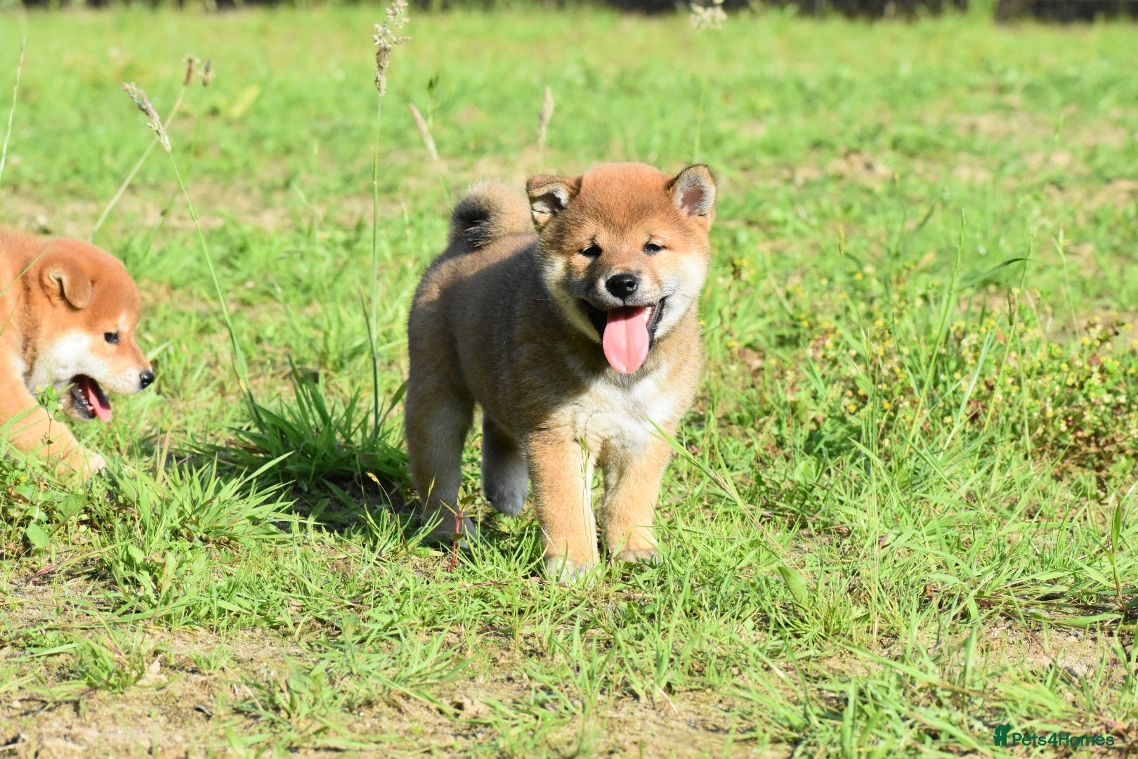 Japanese Shiba Inu dogs Exceptional Japanese Shiba Inu Puppies - Advert 2