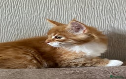 Maine Coon cats for sale: Ready now Maine Coon large Boys GCCF - Image 17