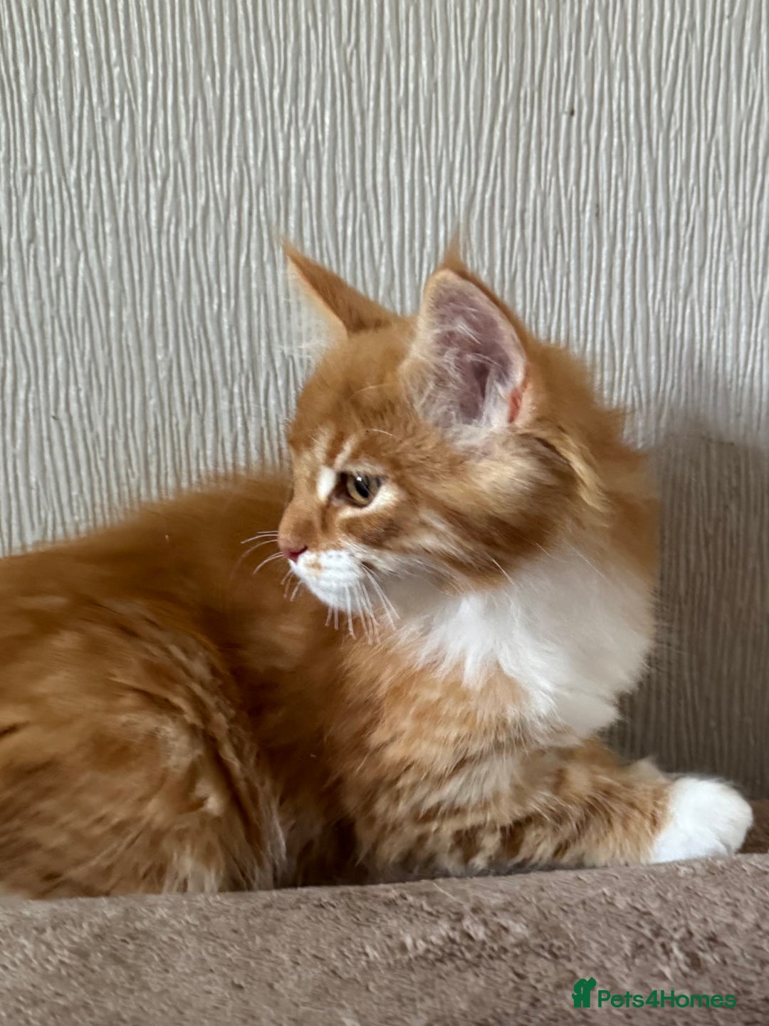 Maine Coon cats for sale: Ready now Maine Coon large Boys GCCF - Image 17