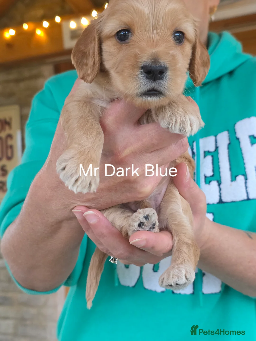 Cockapoo dogs for stud: Silver Phantom Parti Cockapoo for Stud - Advert 17