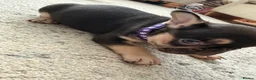 French Bulldog dogs for sale: 3 Gorgeous French Bulldog puppies  - Advert 3