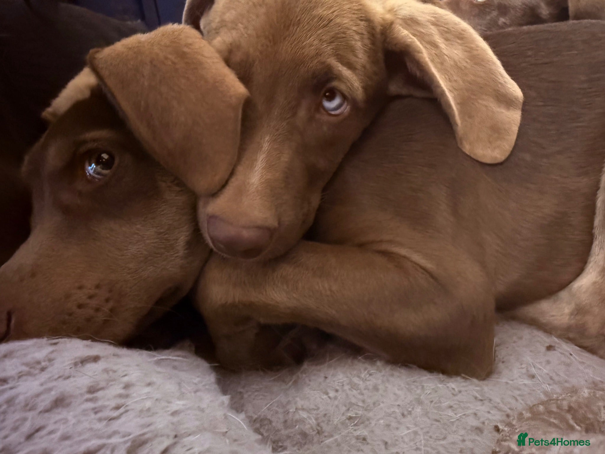 Mixed Breed dogs 🏡 Last Boys Waiting to go Husky Shep x Weim Pup  - Advert 2