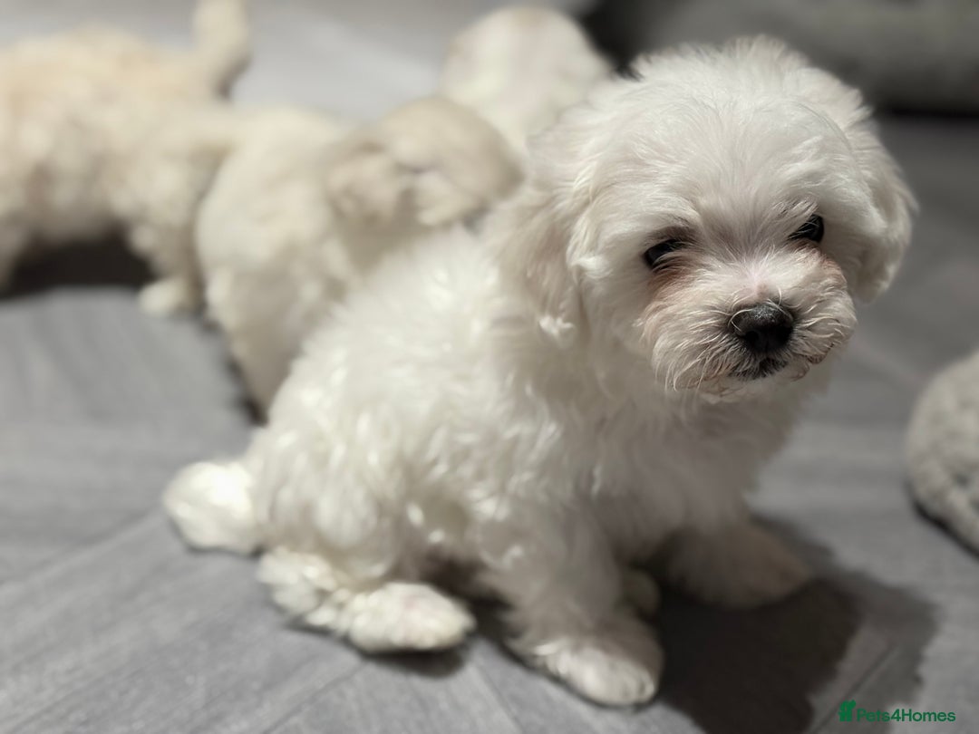 Maltese dogs for sale: Maltese puppies  - Advert 5