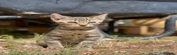 Bengal cats for sale: Bengal x kitten ready for new home in Swindon - Advert 10