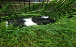 Guinea Pig rodents for sale: 2 Male guinea pigs and cage - Image 12