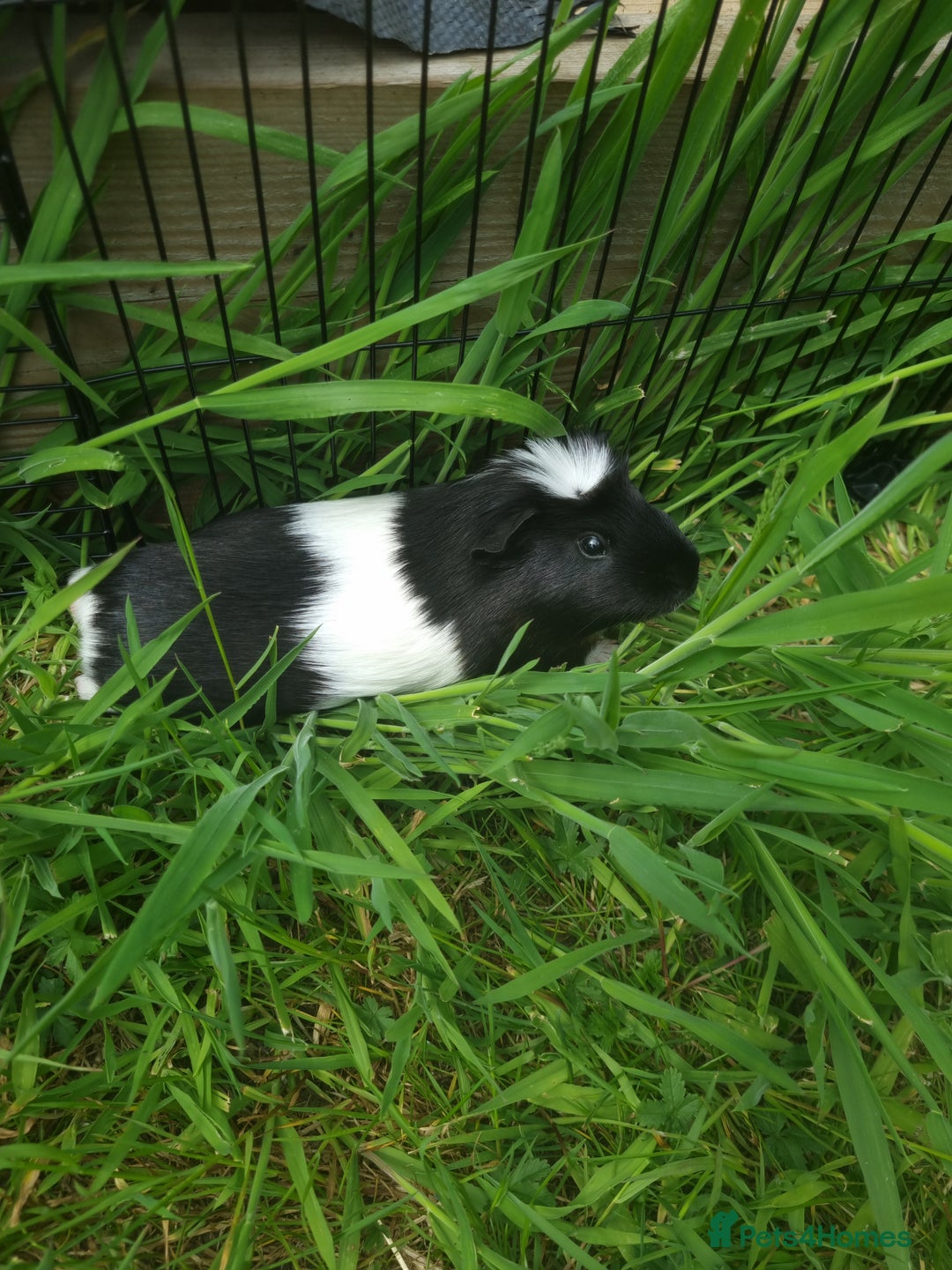 Guinea Pig rodents for sale: 2 Male guinea pigs and cage - Image 12