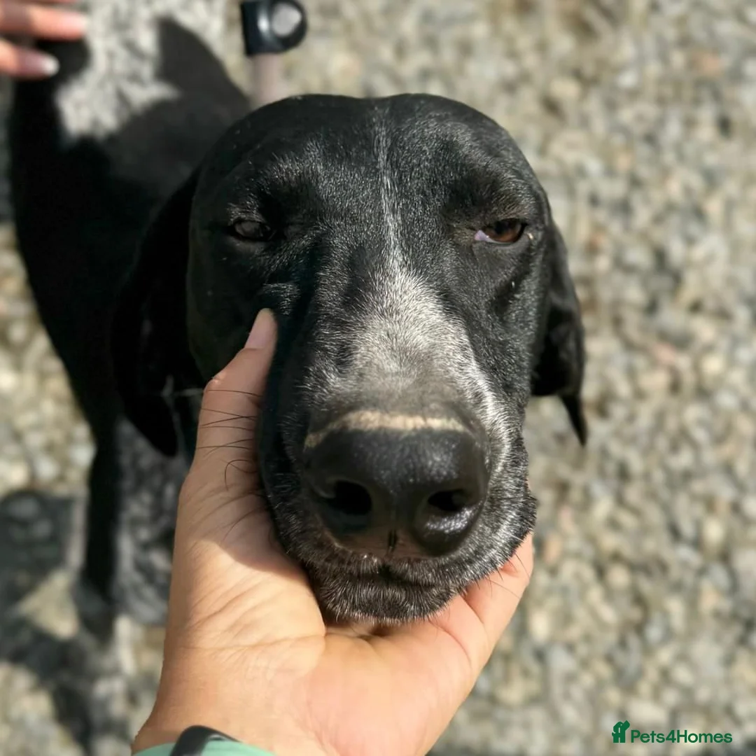 Mixed Breed dogs for adoption: Bracken (German Pointer mix) - Advert 18