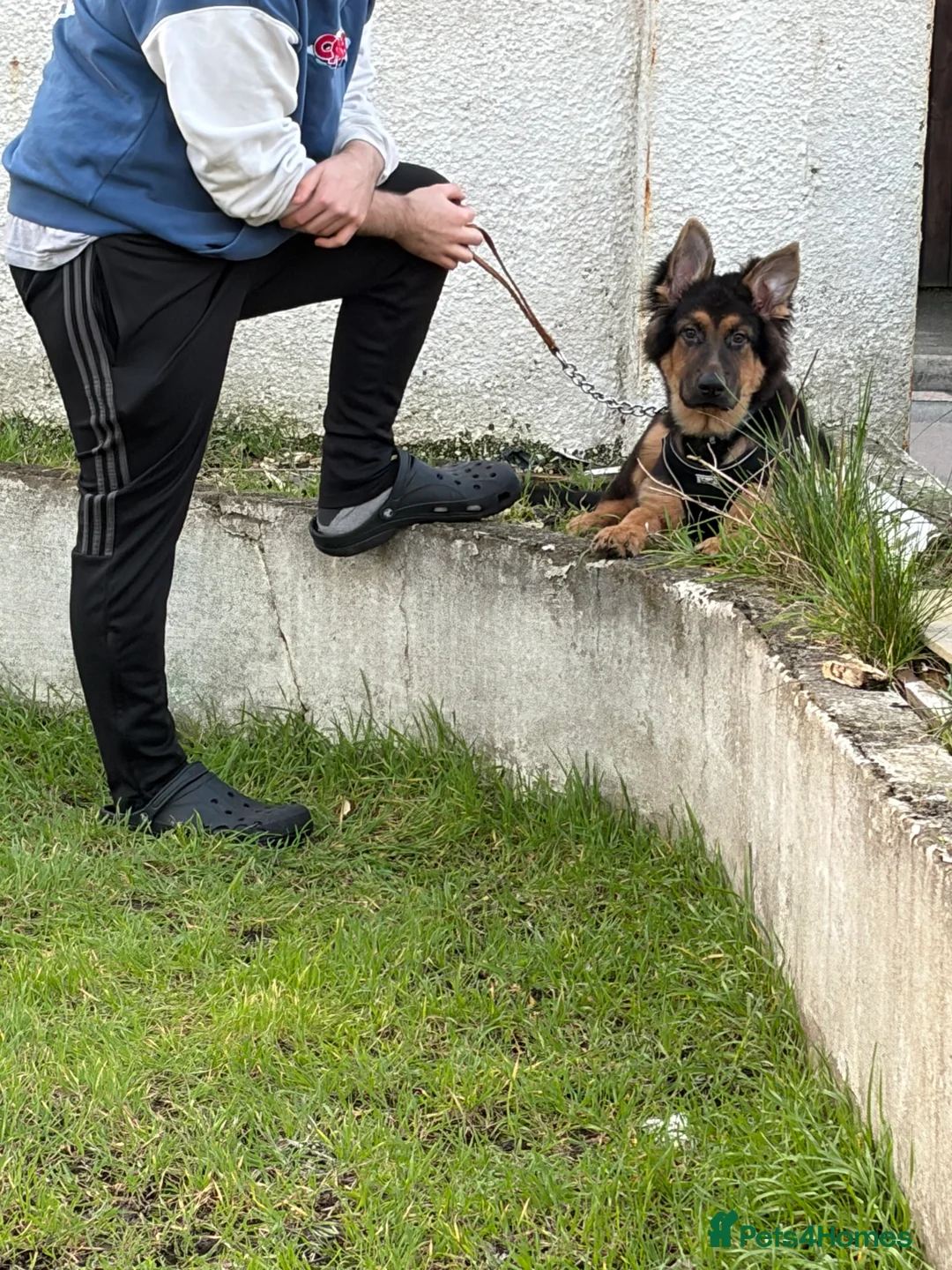 German Shepherd dogs for sale: German Shepard puppy  in Burnham-on-Sea - Advert 2