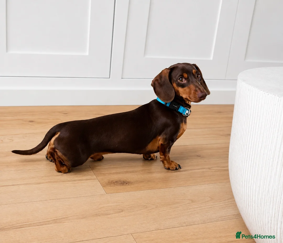 Miniature Dachshund dogs for stud: KC REG STUD, free ovulation test with fee  - Advert 2