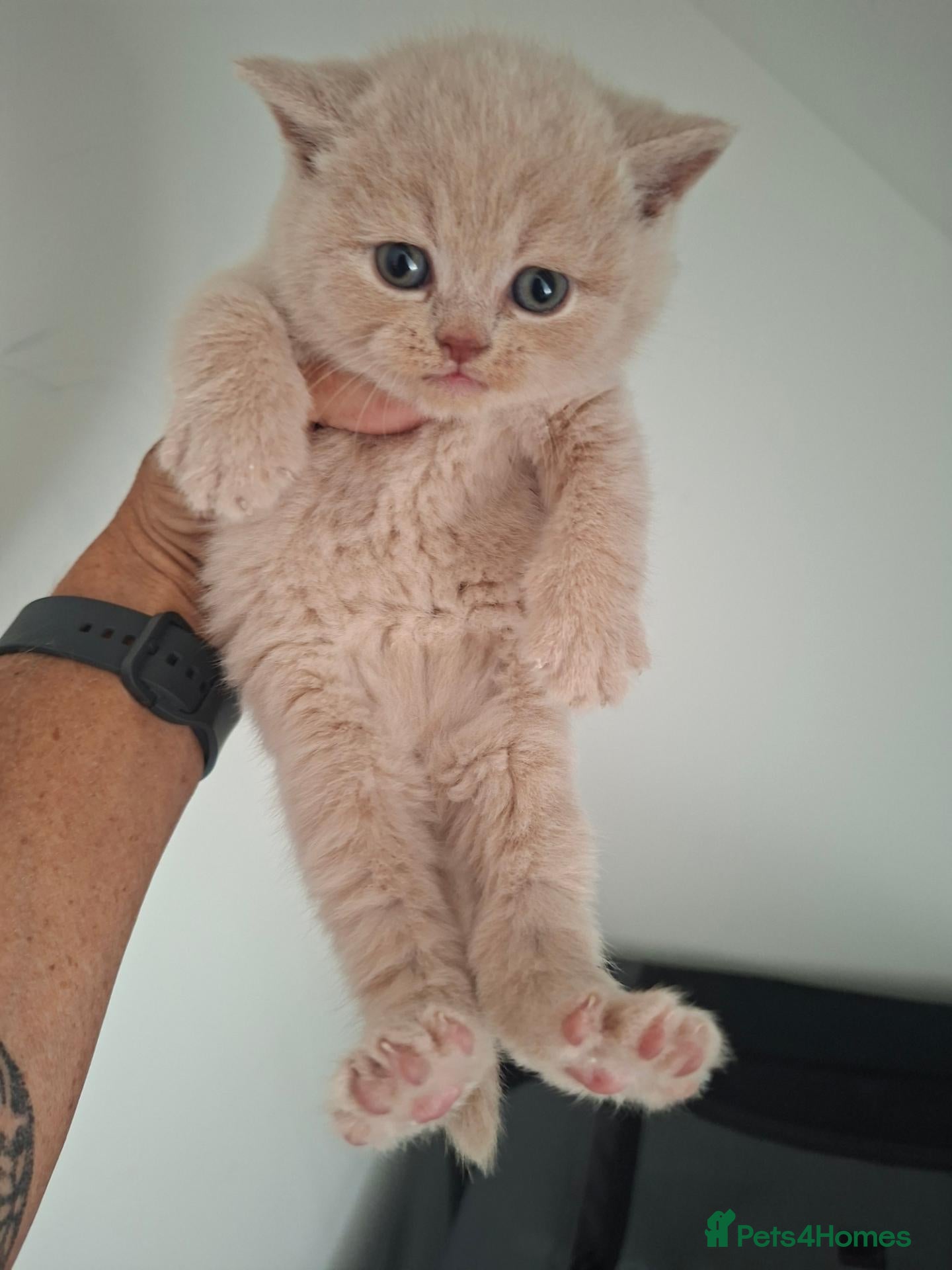 British Shorthair cats Stunning Chunky GCCF British Shorthair Kittens - Advert 2