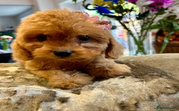 Cavapoo dogs for sale: Real Life Teddy Bears, Cavapoo babies  - Image 11