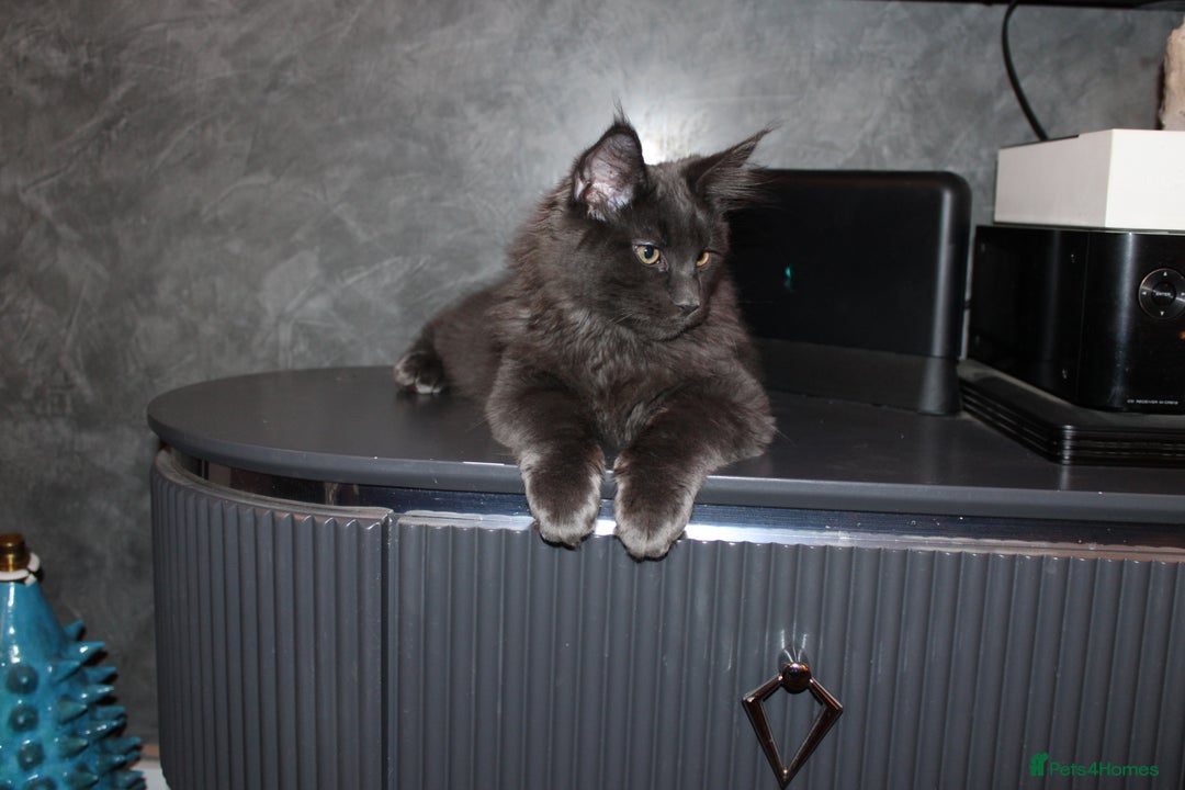 Maine Coon cats for sale:  Maine Coon Kittens Looking for Loving Homes 🐾 - Advert 13