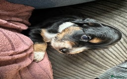 Mixed Breed dogs for sale: Border doodle - Image 24