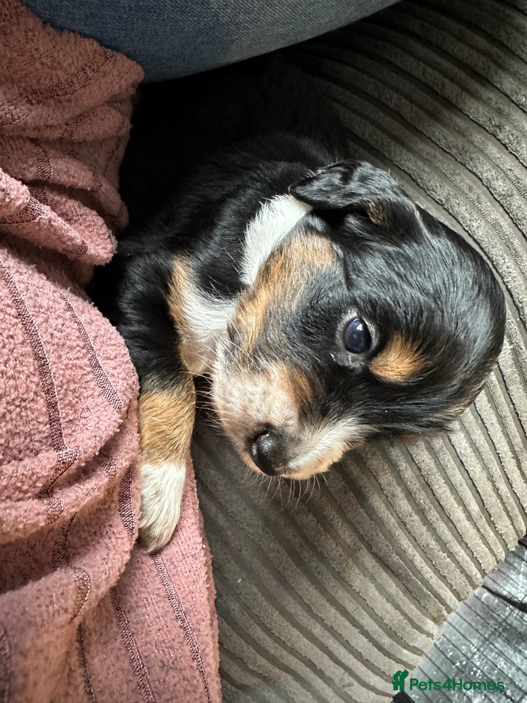Mixed Breed dogs for sale: Border doodle - Image 24