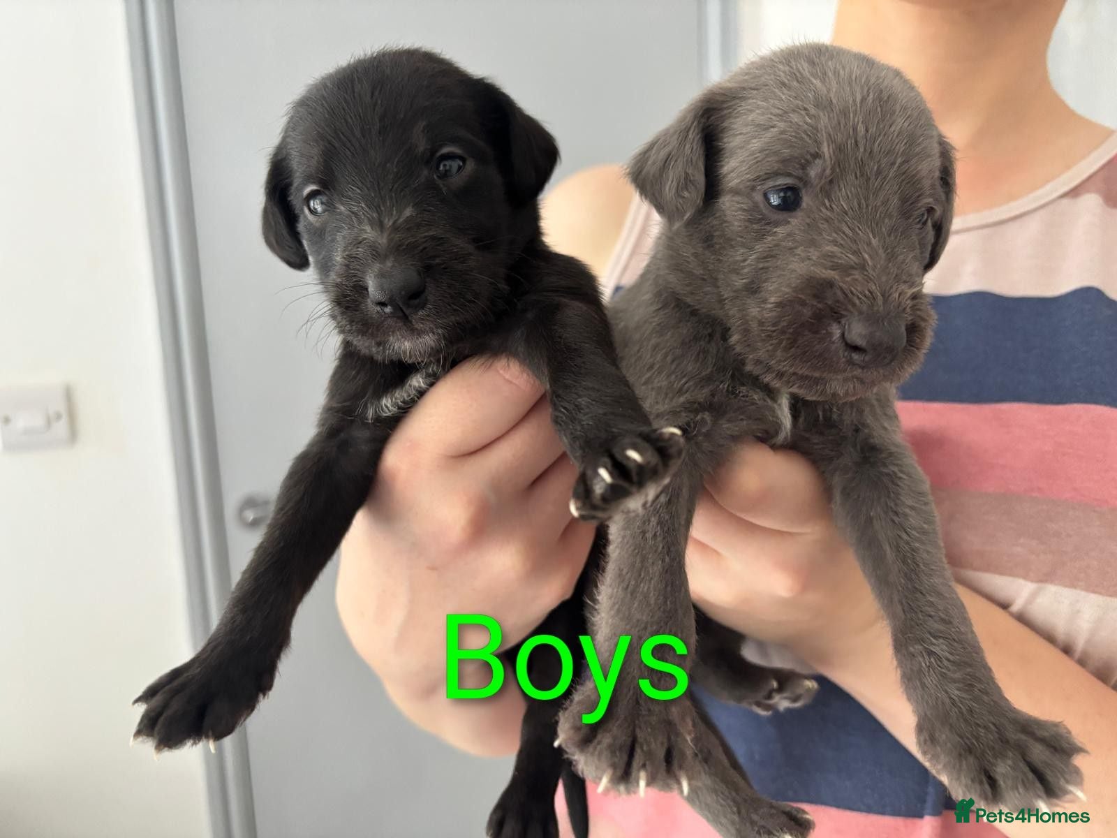 Mixed Breed dogs 8 Bedlington/Whippet Puppies - Advert 3