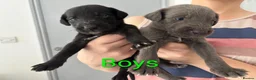 Mixed Breed dogs for sale: 8 Bedlington/Whippet Puppies - Advert 1