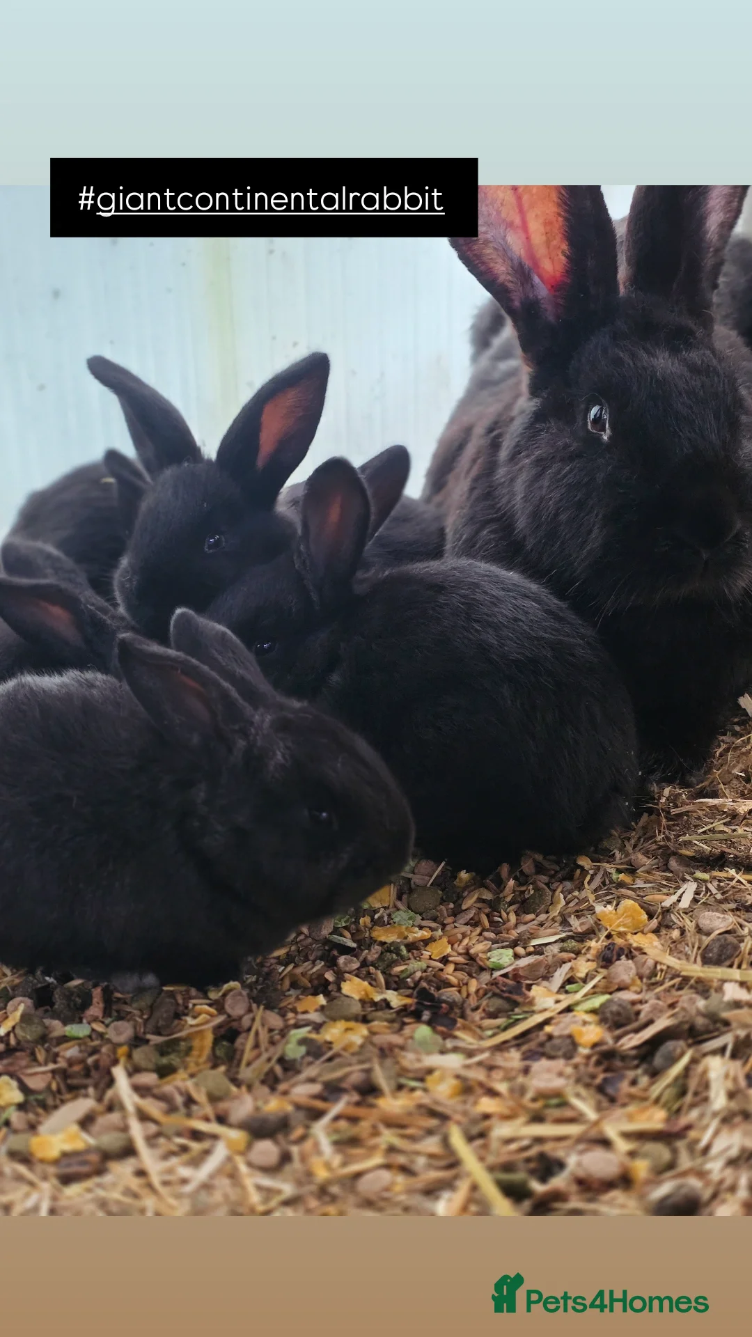 Continental Giant rabbits Continental giant kits - Advert 1