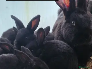 Continental Giant rabbits Continental giant kits - Advert 1