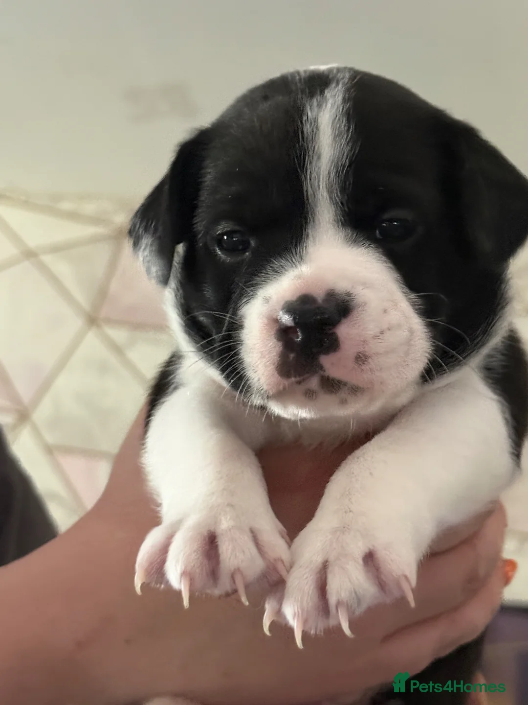 Mixed Breed dogs for sale: Mix breed Labrador/frenchie frenchadours  - Advert 27
