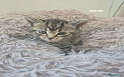 Domestic Shorthair cats for sale: Black and Tabby kittens - Image 8