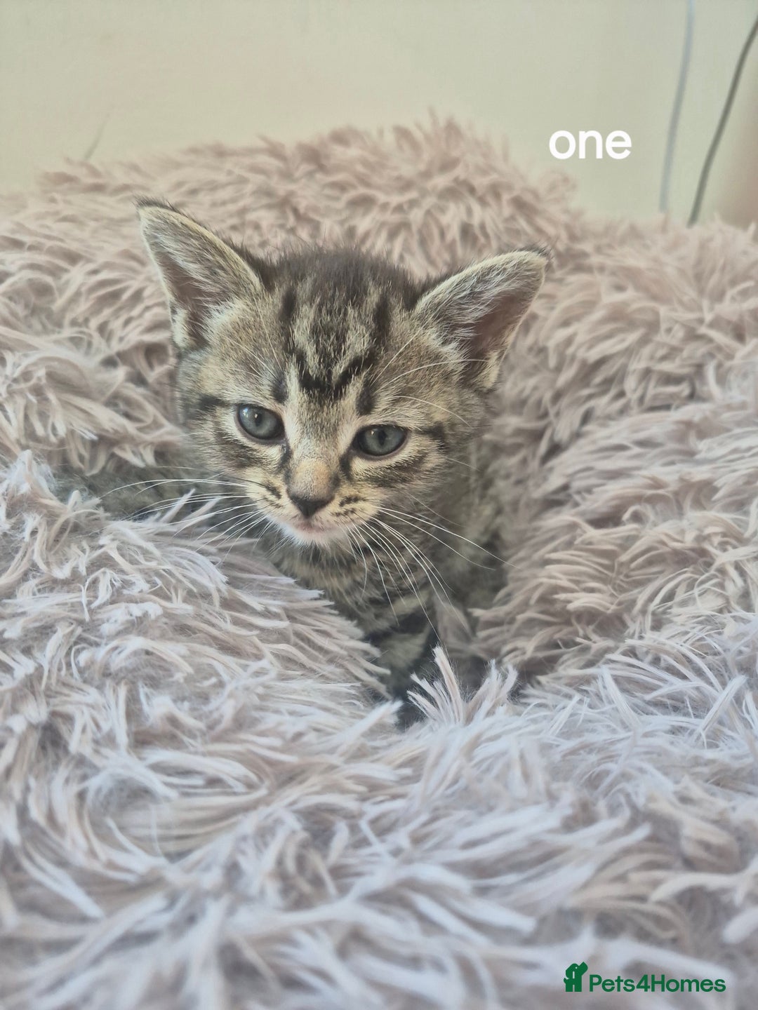Domestic Shorthair cats for sale: Black and Tabby kittens - Image 8
