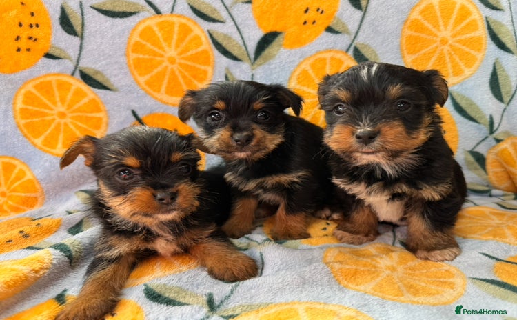 Mixed Breed dogs - Advert 10