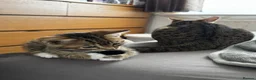 Mixed Breed cats for sale: Bengal x Tabby mixbreed. - Advert 12