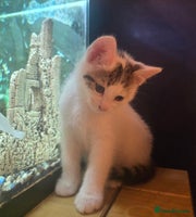 Mixed Breed cats - Advert 3