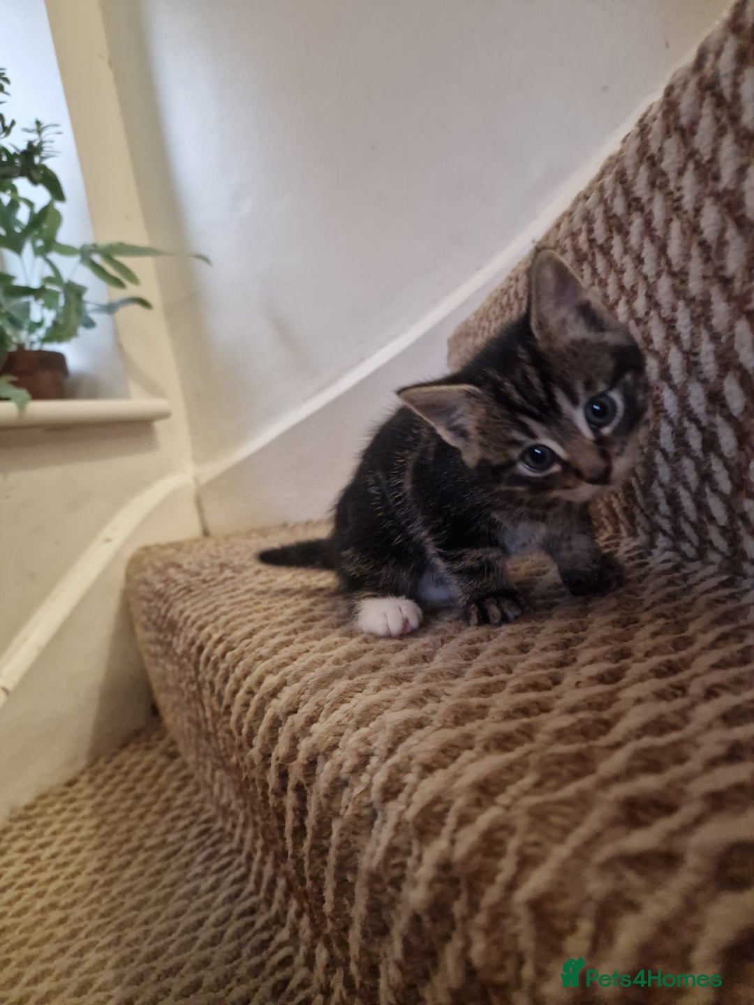 Mixed Breed cats for sale: Kittens ready to find homes - Image 13