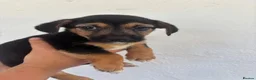 Mixed Breed dogs for sale: Jack Russell X Puppies  - Advert 14