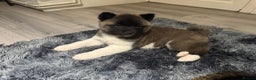 Akita dogs for sale: Bear faced American akitas puppies  - Advert 35