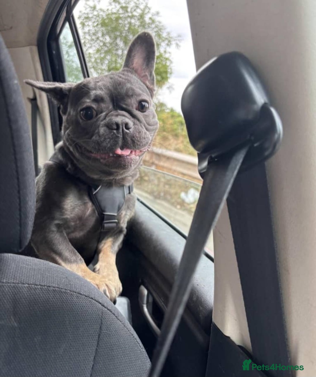 French Bulldog dogs for sale: French Bulldog Girl – Loving Home Wanted  - Advert 3