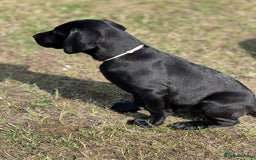 Labrador Retriever dogs for sale: 🐾Ready Now🐾Black Male FTCH Pedigree Forward Pups - Image 13